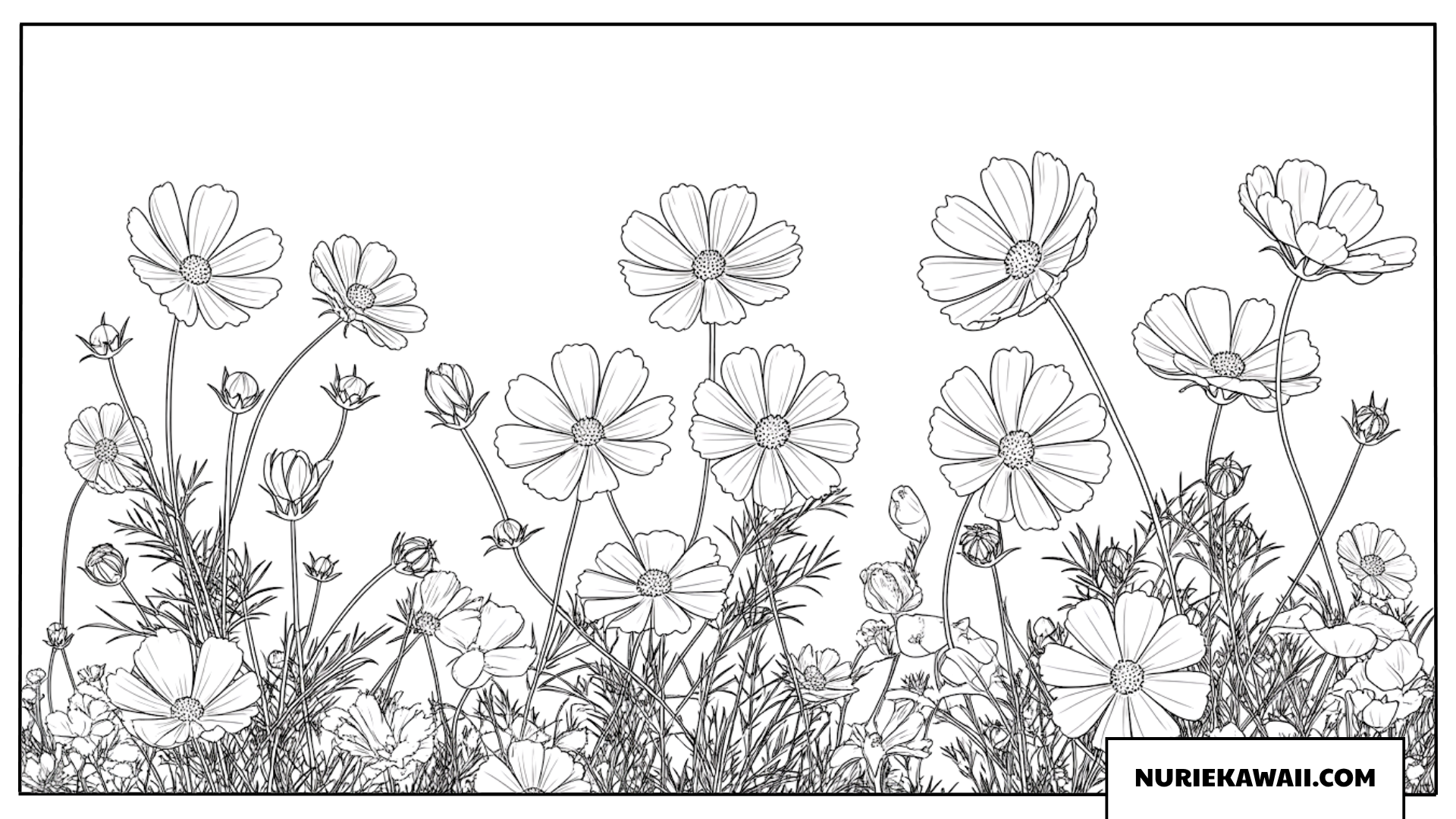 コスモス畑の塗り絵