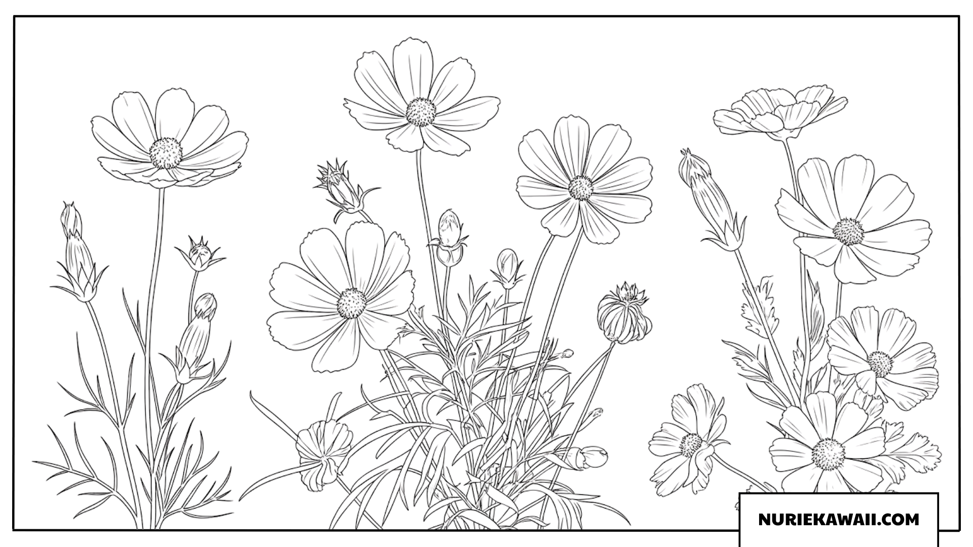 可憐なコスモスの花の塗り絵