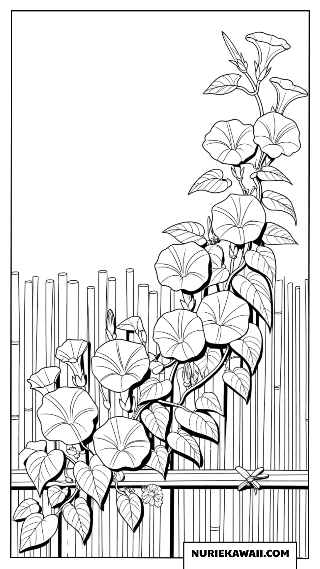 朝顔と竹垣の塗り絵