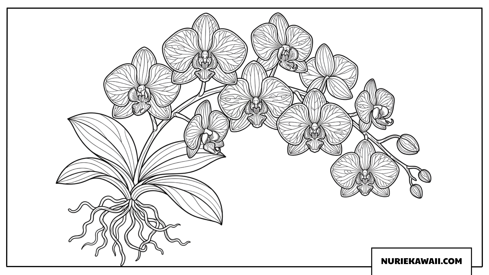 繊細な胡蝶蘭の塗り絵