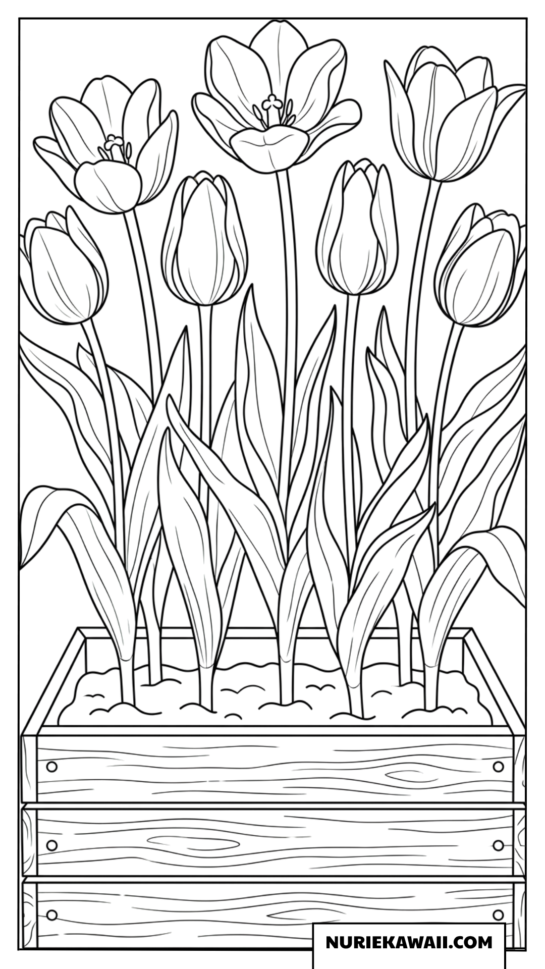 木箱のプランターに美しく並んで咲く可愛いチューリップの塗り絵