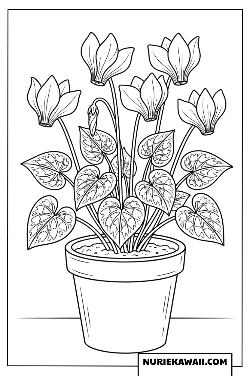 鉢植えに入った可愛い冬のシクラメンの花の塗り絵